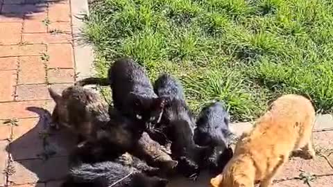 Cutie Cat sharing Milk to Others