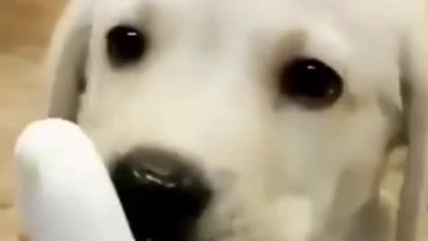 Cute puppy and owner share an ice cream!