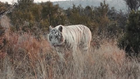 A week in videos at Tiger Canyon