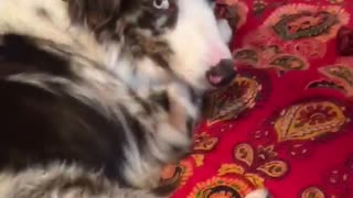 Owner squishing dogs butt and then zooms into dogs face for reaction