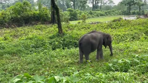 CUTE BABY ELEPHANT LEARNS HOW TO PICK FRESH GRASS