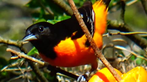 Oriole