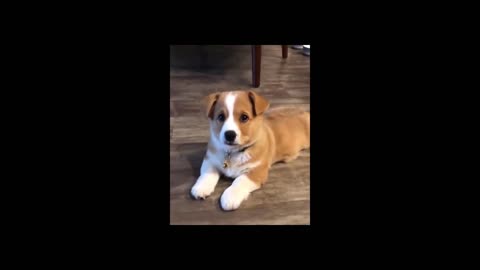 All the ADORABLE facts of Cute Corgi Puppy
