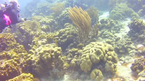 Bonaire Dive Trip Video-Shorten Version