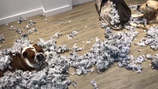 Guilty dogs totally decimate their bed