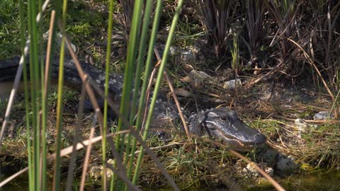 Close Up, Alligator on Banks of Everglades Swamp