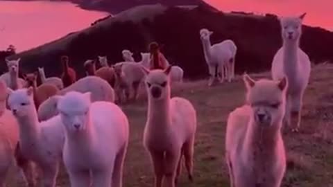 Herd Of Alpacas Enjoy Magnificent Sunset