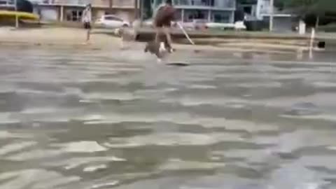 Dog Skating Over Water #shorts #viral #shortsvideo #video