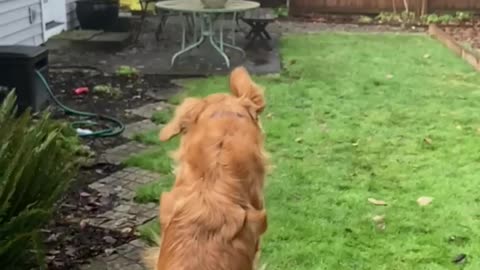 Golden Retriever catches his ball (slo-mo)