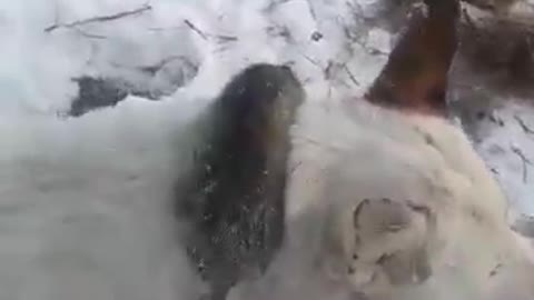 Oh my God, In Kazakhstan, it's unbelievable, -51. Even the animals frozen.