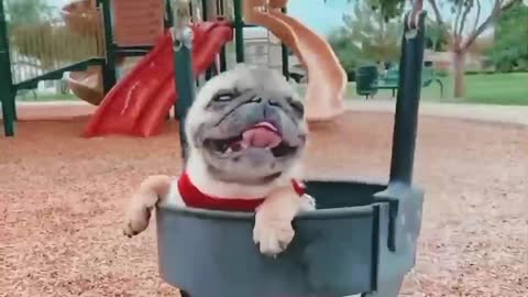 dog stylish way enjoy with swing