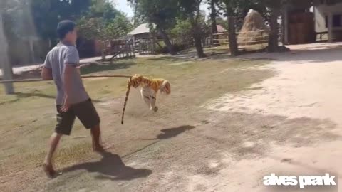 Fake Tiger, Playing with the Dog Very Funny Dog's Reaction. Try to stop laughing Challenge