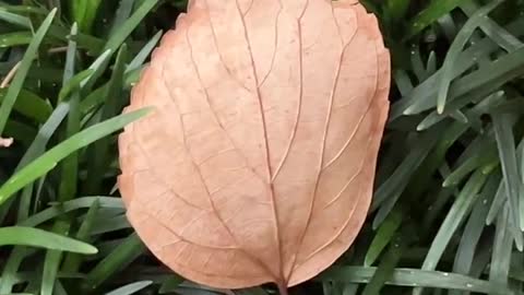 Leaves and stones