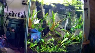 Liberace and Jinn Quick tank view