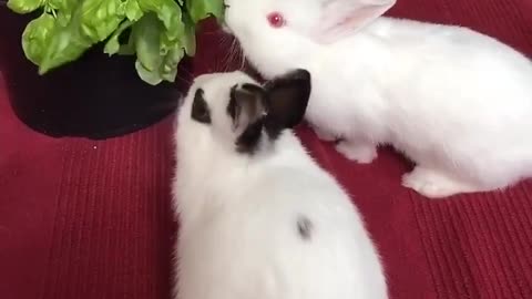 feeding rabbits