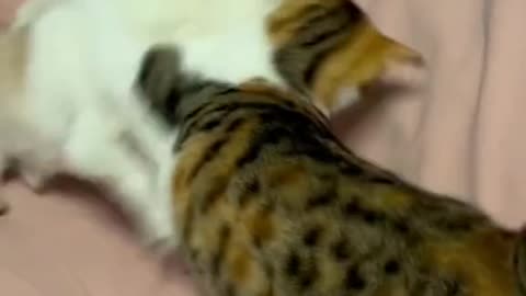 Cute cat's Life videos #shorts