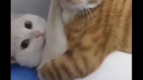 Funny cat video