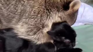 Raccoon Loves To Cuddle Kitty