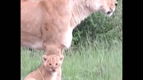 Tiny lion cub wants to play with his mother😊