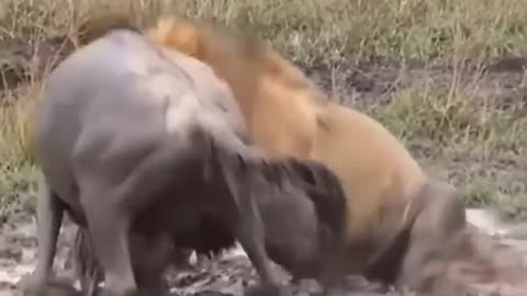 lion vs wildebeest fight | Cute Buffalo save is life!