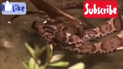A turtle ambushing to prey on a pit viper. After this, the result of the shock.
