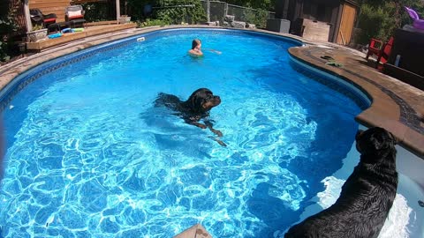 Rottweiler learning to swim with a BELLYFLOP