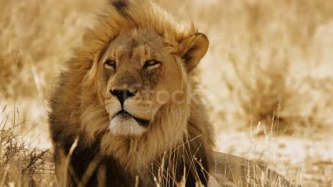Portrait of a Lion stock