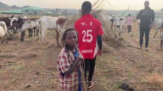 Feeding the cows