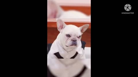 Vary funny dog videos 2022😜🤪😝