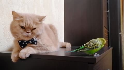 Кот и птица, милые животные #198