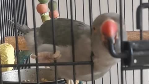 Watch how this clever indian ringneck parrot opens her cage