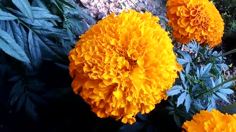 Orange hibiscus flowers video clips.