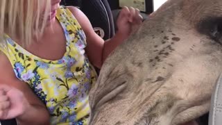 Girl freaking out at camel trying to eat food from car seat