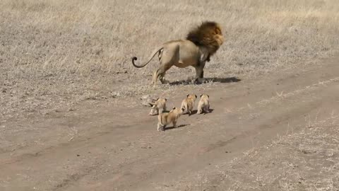 Lion dad tries to ditch his kids in an african park