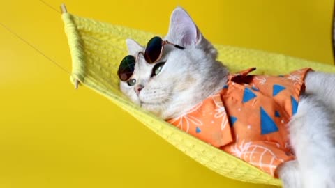 Adorable white cat in sunglasses and an shirt, lies on a fabric hammock, on a yellow background