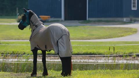 Horse wearing saddle blanket in tranquil farm with pond during summer