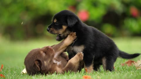 Cute puppy fun together 😍