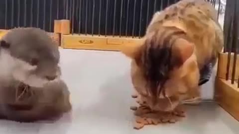 Greedy Cat and Squirrel