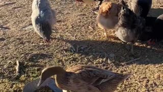 Relaxing Mealtime for Chickens and Ducks - Farmlife is wonderful!