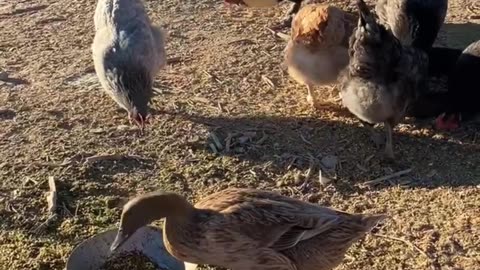 Relaxing Mealtime for Chickens and Ducks - Farmlife is wonderful!