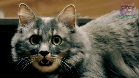 HOW DO CATS APOLOGIZE TO HUMANS?