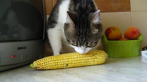 My cat has a strange corn addiction