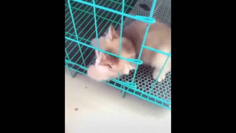 cute cat coming out of the cage