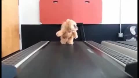 Adorable dogs training videos _ Holy Beings Cute fluffy Dog starts training with treadmill -