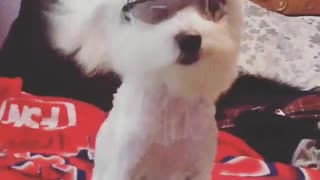 Hair dryer on white puppys face