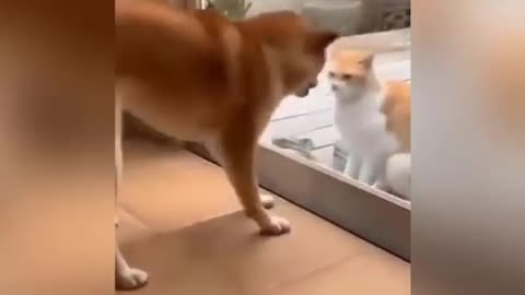 Cats and dogs fighting very funny 😄 Try not to laugh