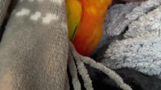 Parrot cuddles and kisses mom