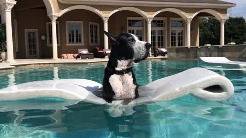Katie the Great Dane relaxing in the pool