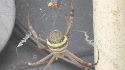 Male St Andrews Cross spider attempts a mating