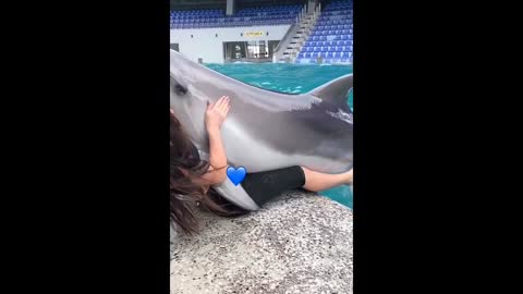 Good dolphin